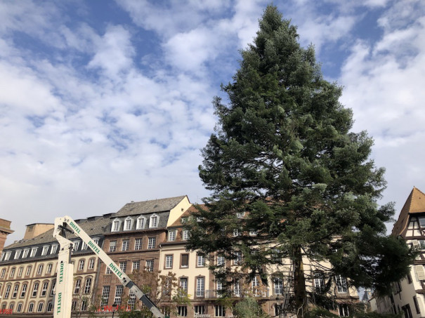 もみの木で作られたクリスマスツリー発祥の地なのかな フランス ストラスブールでは 18 年バージョンのクリスマスツリーのセッティングが始まりました Les Falaises De Gres