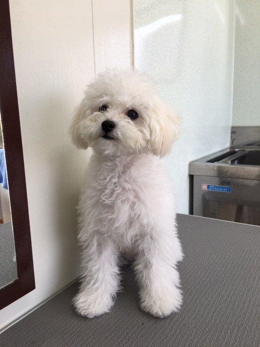 防府市 ブラン君 山口市矢原 犬のトリミングサロン ペットサロン 犬の美容室 犬トリミング わんこのとこや 防府市 ブラン君 山口市矢原 犬のトリミングサロン ペットサロン 犬の美容室 犬トリミング わんこのとこや