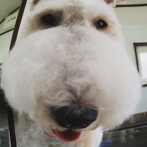 魚眼風 その3 山口市矢原 犬のトリミングサロン ペットサロン 犬の美容室 犬トリミング わんこのとこや