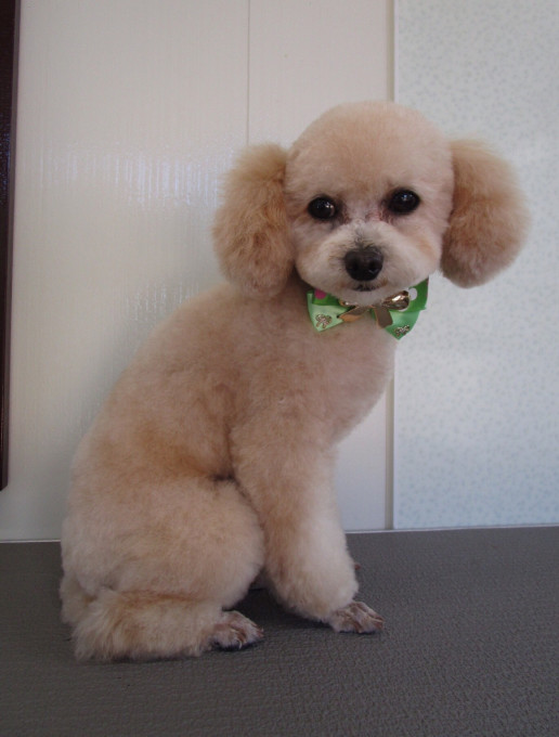 広島県呉市 モコちゃん 山口市矢原 犬のトリミングサロン ペットサロン 犬の美容室 犬トリミング わんこのとこや 広島県呉市 モコちゃん 山口市矢原 犬のトリミングサロン ペットサロン 犬の美容室 犬トリミング わんこのとこや