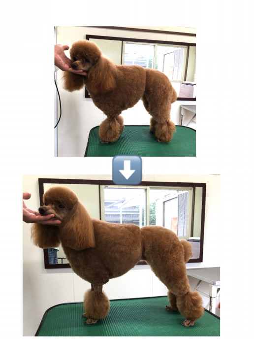 山口市小郡 モコちゃん 山口市矢原 犬のトリミングサロン ペットサロン 犬の美容室 犬トリミング わんこのとこや