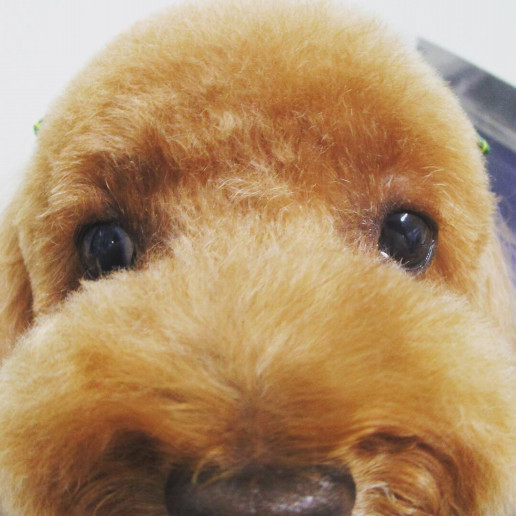 魚眼風 その4 山口市矢原 犬のトリミングサロン ペットサロン 犬の美容室 犬トリミング わんこのとこや 魚眼風 その4 山口市矢原 犬のトリミングサロン ペットサロン 犬の美容室 犬トリミング わんこのとこや