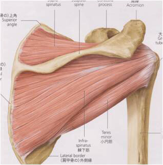 ローテーターカフ 肩関節の回旋と安定だけでなく Yosuke Iwasawa My Fitness World