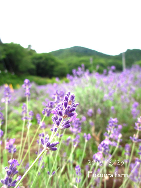 ラベンダーに癒されて Grande Domani