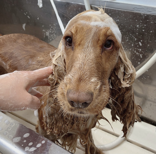 トリミングの リリーちゃん Dogsalon Spa 桜乃湯