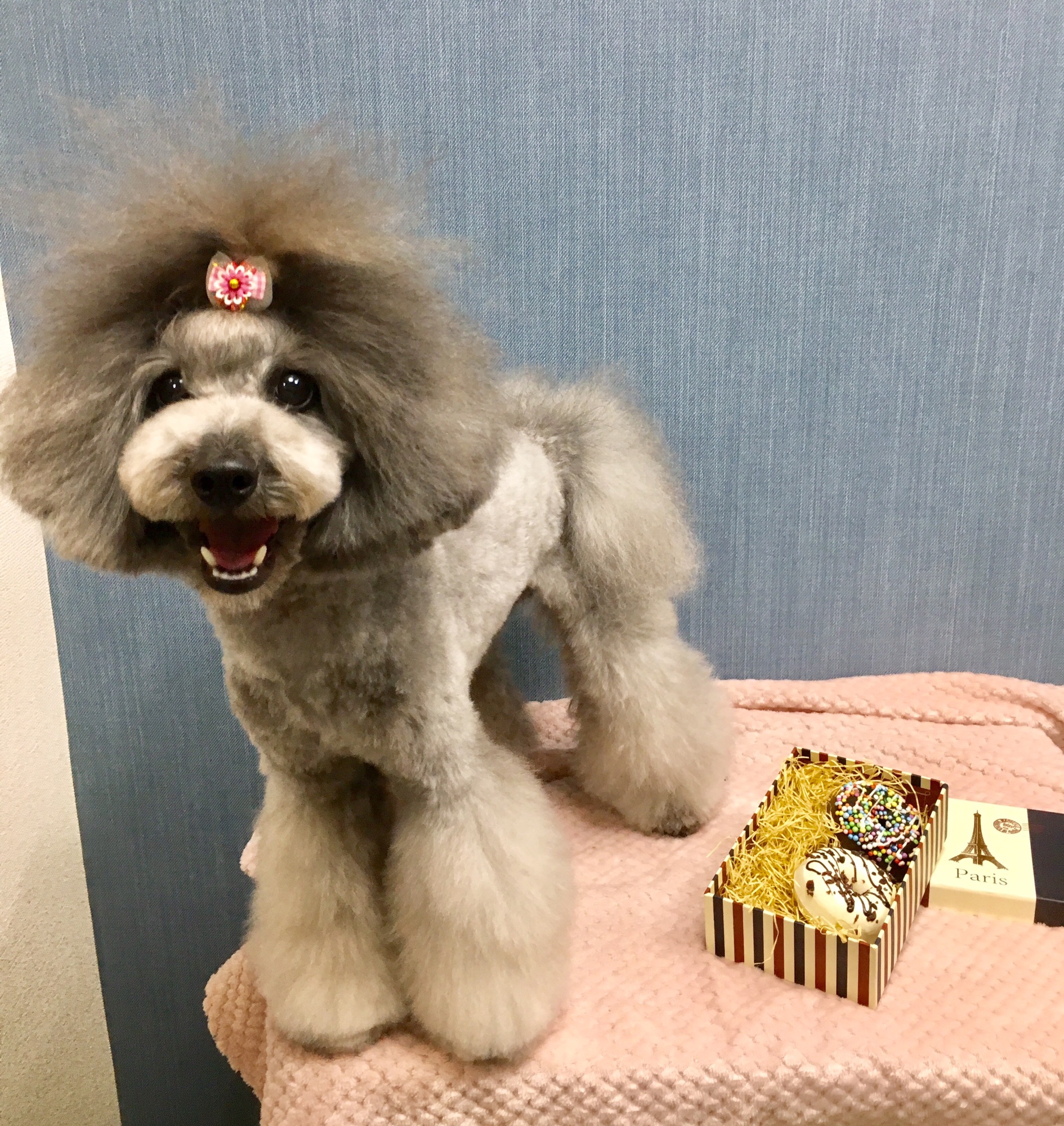 🎎トリミングのミクちゃん🎎 | DogSalon & Spa 桜乃湯