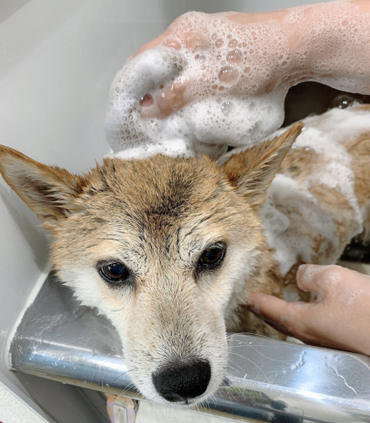 トリミングのちびこちゃん Dogsalon Spa 桜乃湯 トリミングのちびこちゃん Dogsalon Spa 桜乃湯