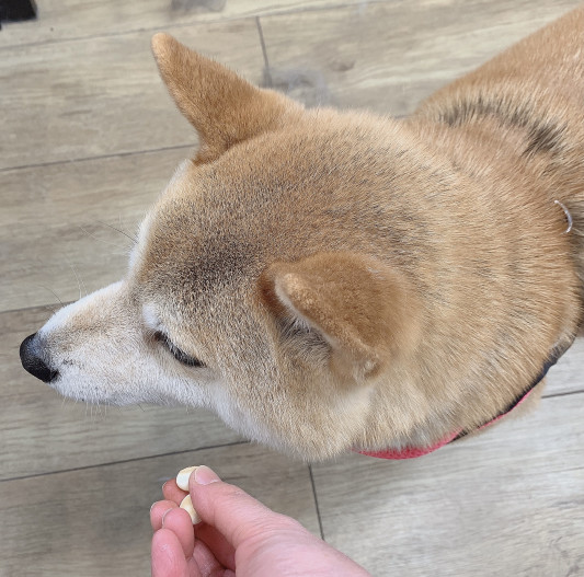 トリミングの ちびこちゃん Dogsalon Spa 桜乃湯