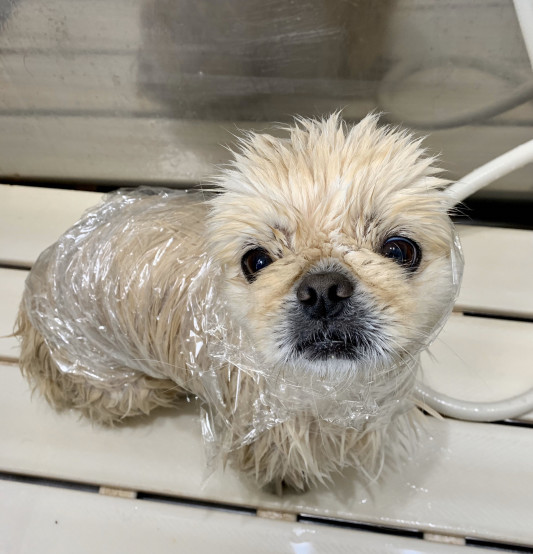 トリミングのロンちゃん Dogsalon Spa 桜乃湯