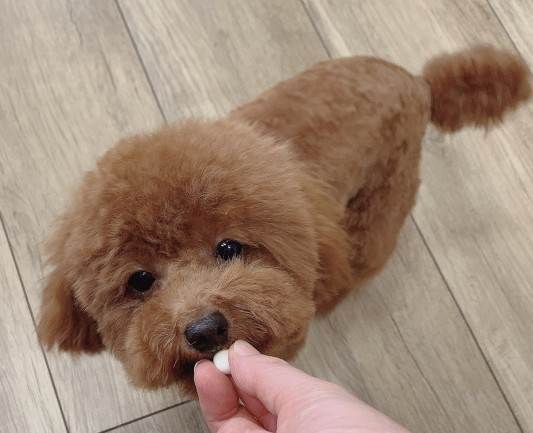 トリミングの チョコちゃん Dogsalon Spa 桜乃湯 トリミングの チョコちゃん Dogsalon Spa 桜乃湯