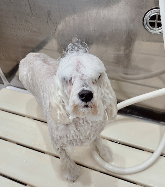 トリミングの すあまちゃん Dogsalon Spa 桜乃湯 トリミングの すあまちゃん Dogsalon Spa 桜乃湯