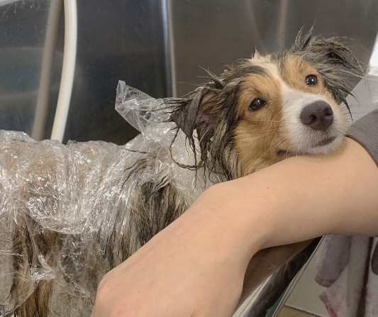 トリミングの のあちゃん Dogsalon Spa 桜乃湯