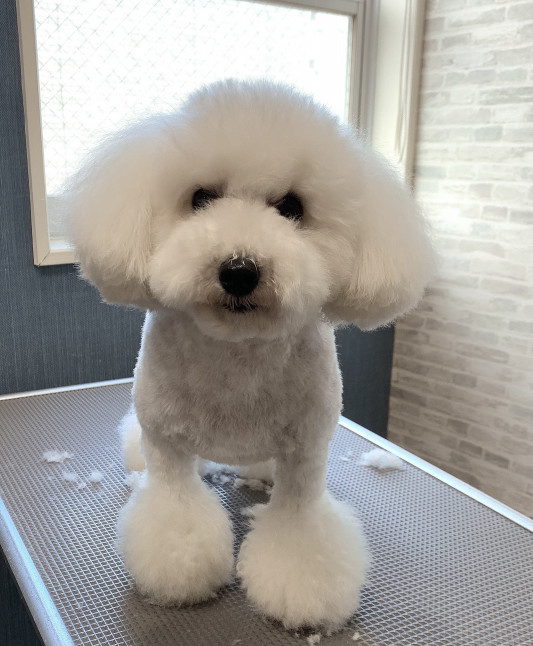 トリミングの すあまちゃん Dogsalon Spa 桜乃湯 トリミングの すあまちゃん Dogsalon Spa 桜乃湯