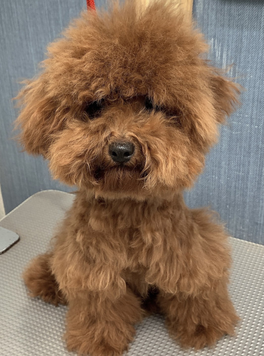 トリミングの チョコちゃん Dogsalon Spa 桜乃湯 トリミングの チョコちゃん Dogsalon Spa 桜乃湯