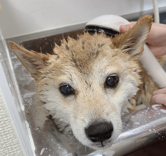 トリミングの ちびこちゃん Dogsalon Spa 桜乃湯