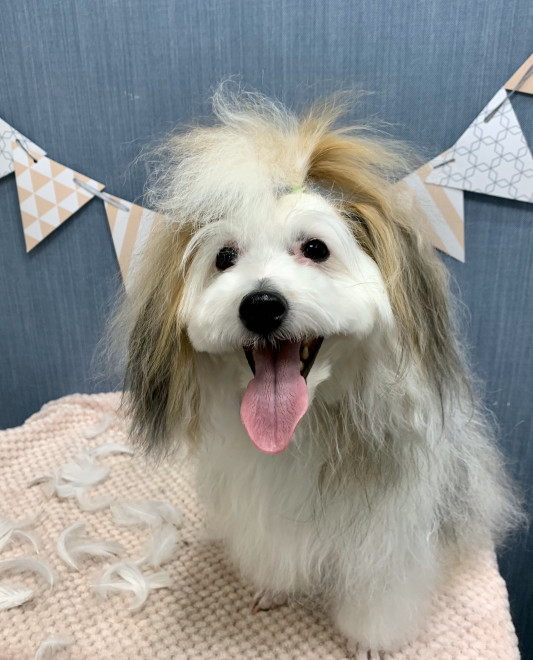 トリミングのひなたくん Dogsalon Spa 桜乃湯 トリミングのひなたくん Dogsalon Spa 桜乃湯