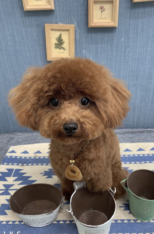 トリミングの チョコちゃん Dogsalon Spa 桜乃湯 トリミングの チョコちゃん Dogsalon Spa 桜乃湯