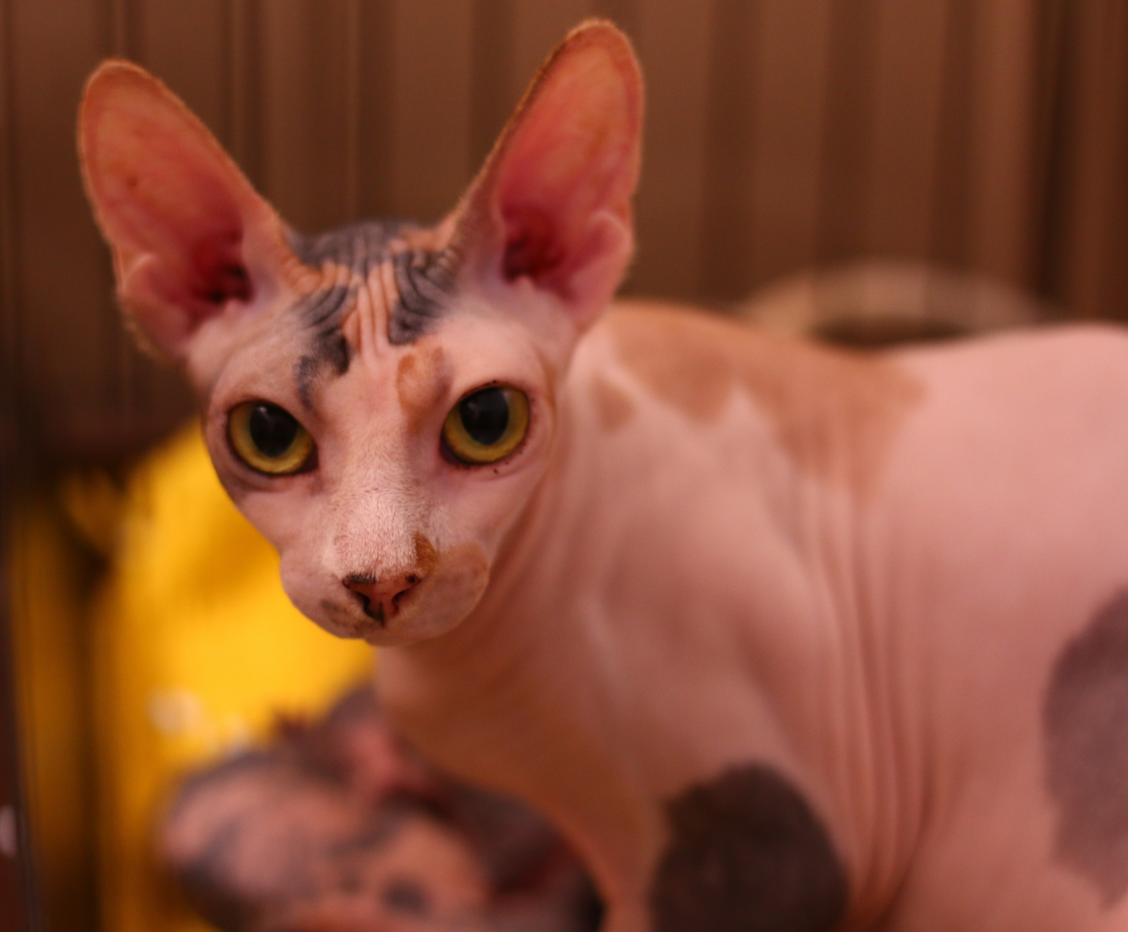 Our Sphynxes スフィンクスブリーダー 岐阜羽島 Account B Inc