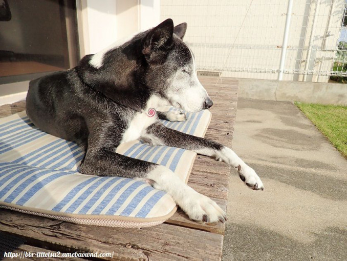 ビビり犬 一徹の沖縄よんな 日記２