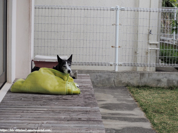 浦和レッズの沖縄キャンプに行ってきたよ ビビり犬 一徹の沖縄よんな 日記２