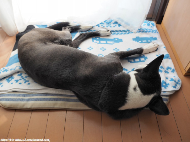 青森県産りんごとラムレーズン ビビり犬 一徹の沖縄よんな 日記２