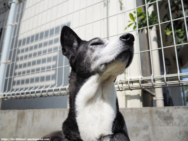 沖縄でも鳥貴族を楽しむ方法があるってよ ビビり犬 一徹の沖縄よんな 日記２