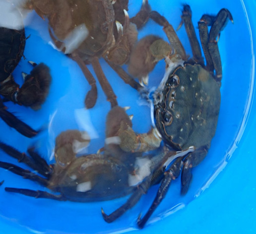 夏のごちそう がんちゃ汁 のんきーのはらぺこ日記 おかわり 鳥取県で食べます