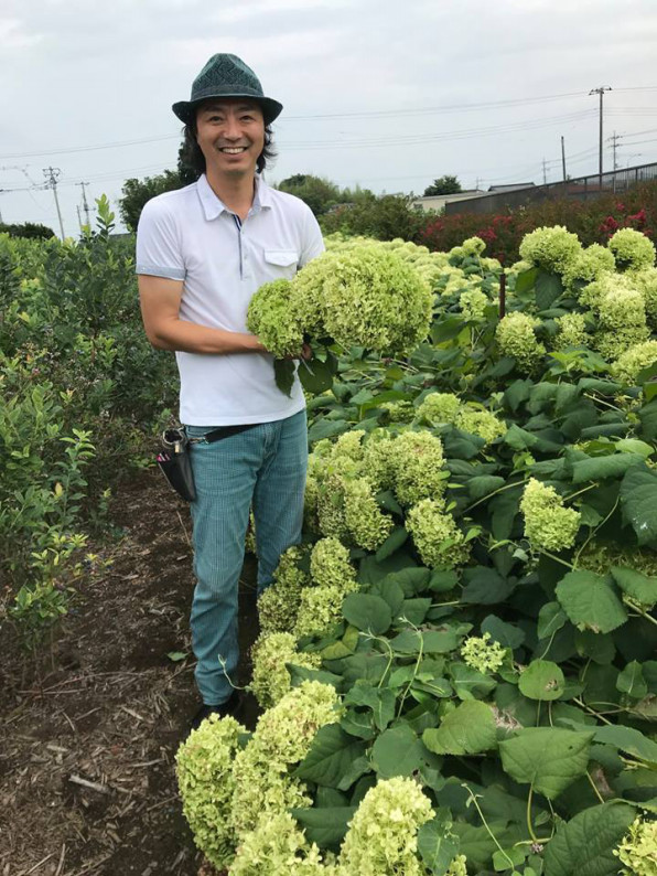 花業界の皆様へ アナベル無料提供 金運あじさい