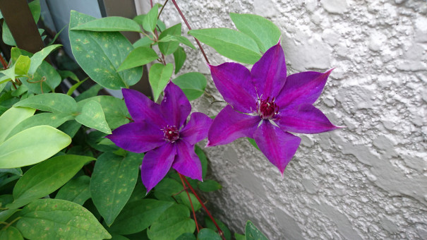 カシワバアジサイの剪定とテッセンの花 いつもぽかぽか