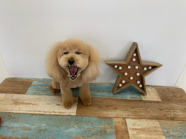もこももくも Dog Salon Ohana もこももくも Dog Salon Ohana