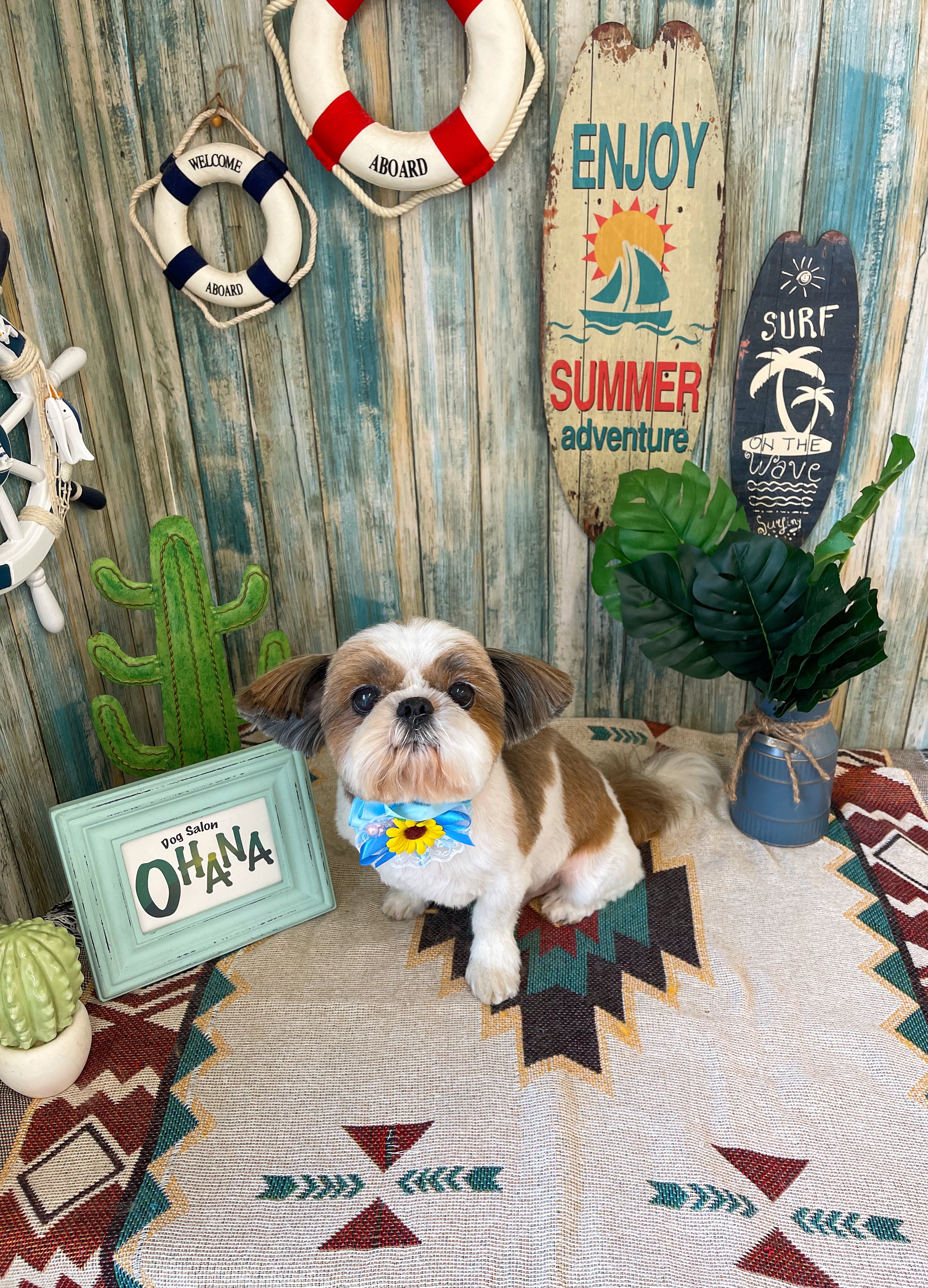 ☆7月23日(水) | Dog salon OHANA