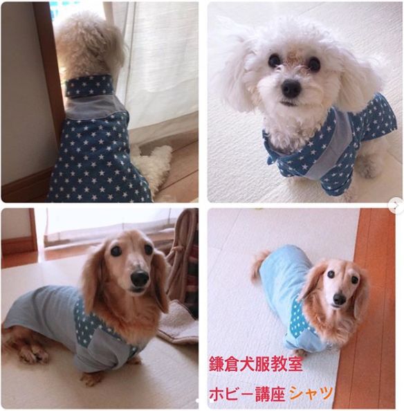 犬 セール 服 教室 神奈川