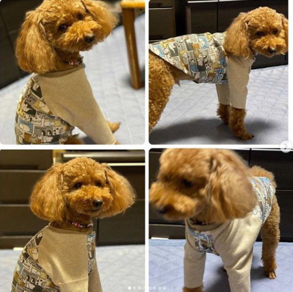 09 鎌倉教室 他 犬服教室 Hapimo Shares ハピモシャレス 東京 神奈川 千葉 日暮里 横浜 鎌倉 藤沢 平塚 山下公園 千葉 オンライン教室