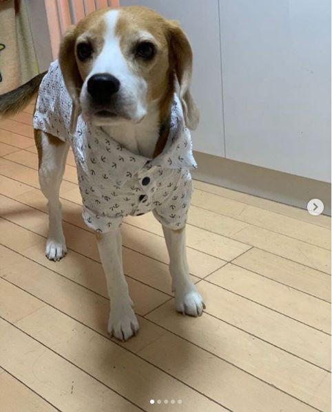 2020 08 27 スワニー教室 横浜教室 犬服教室 Hapimo Shares ハピモシャレス 東京 神奈川 千葉 日暮里 横浜 鎌倉 藤沢 平塚 山下公園 千葉