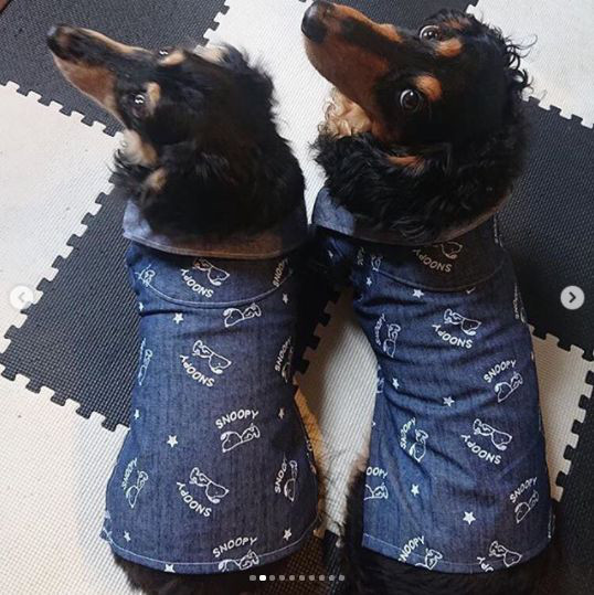 10 12 千葉教室 他 犬服教室 Hapimo Shares ハピモシャレス 東京 神奈川 千葉 日暮里 横浜 鎌倉 藤沢 平塚 山下公園 千葉 オンライン教室