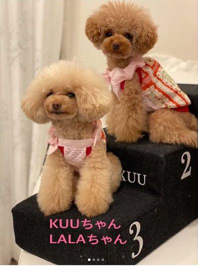 21 08 27 肩ひもリボン キャミタンク 犬服教室 Hapimo Shares ハピモシャレス 東京 神奈川 千葉 日暮里 自由が丘 横浜 鎌倉 藤沢 平塚 山下公園 千葉 オンライン教室