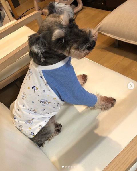 08 04 川崎教室 生徒様作品 犬服教室 Hapimo Shares ハピモシャレス 東京 神奈川 千葉 日暮里 横浜 鎌倉 藤沢 平塚 山下公園 千葉