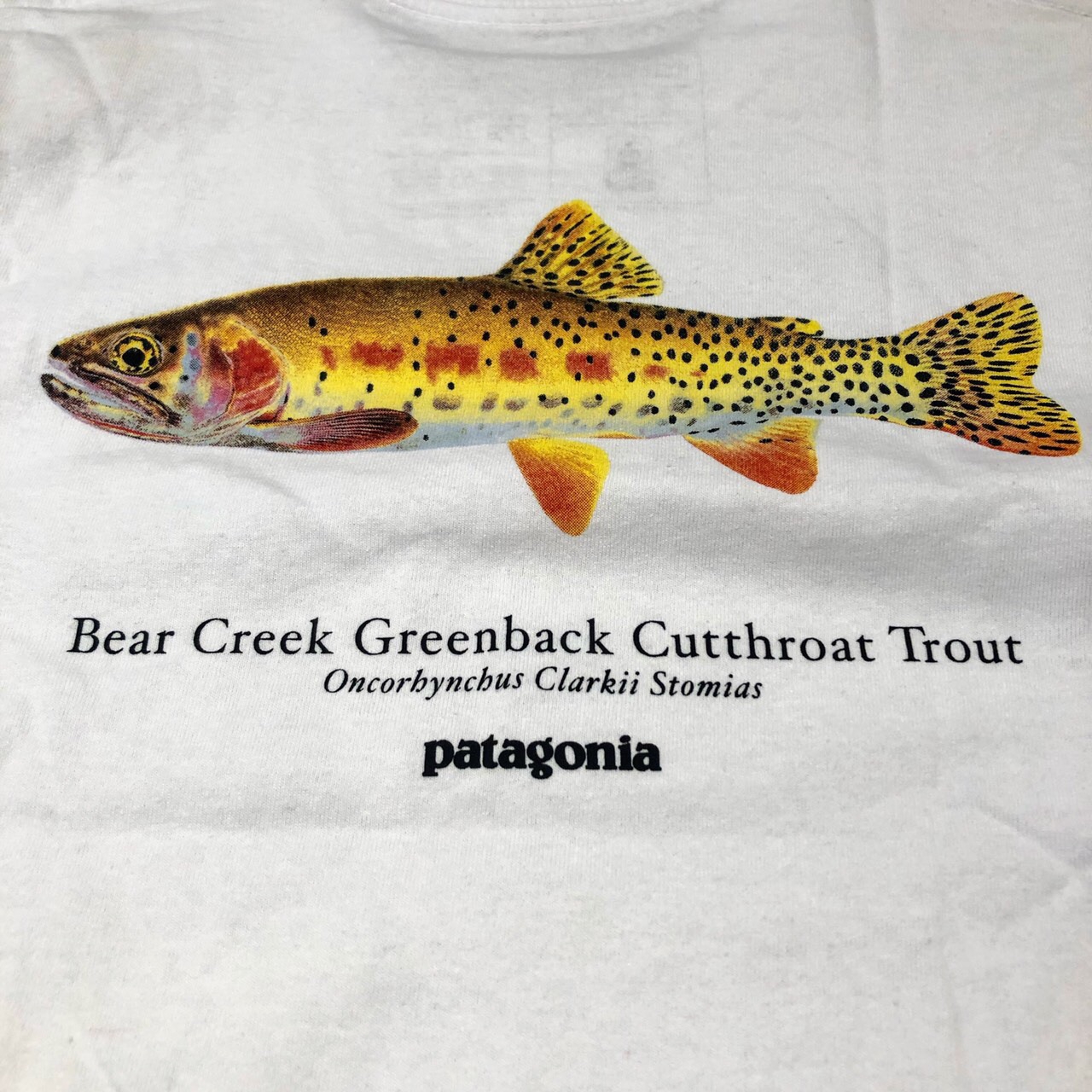 patagonia greenback cutthroat world trout