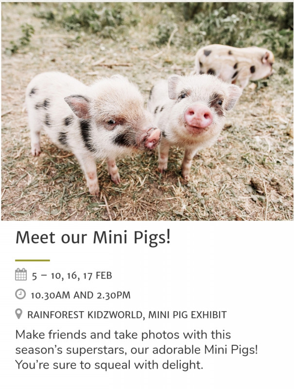 19年豚年 Meet Mini Pigs Singapore Zoo Familytravelog Our Singapore Life 19年豚年 Meet Mini Pigs Singapore Zoo Familytravelog Our Singapore Life