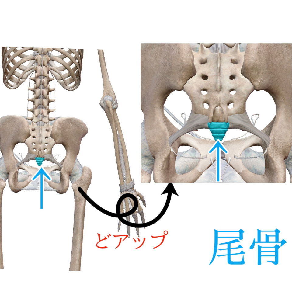 35 内尾骨 ピリカノplus 元ﾘﾌﾚﾊﾟｼｰpirkano