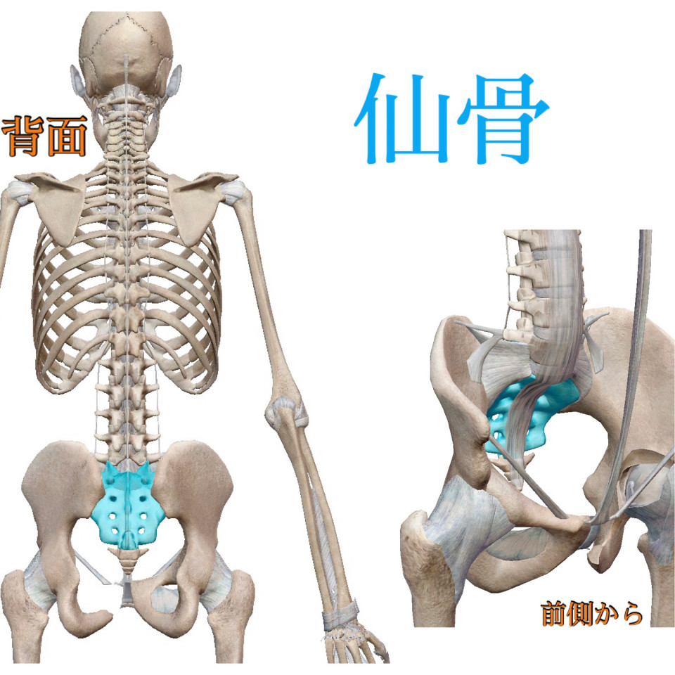 34 仙骨 せんこつ ﾘﾌﾚﾊﾟｼｰピリカノ