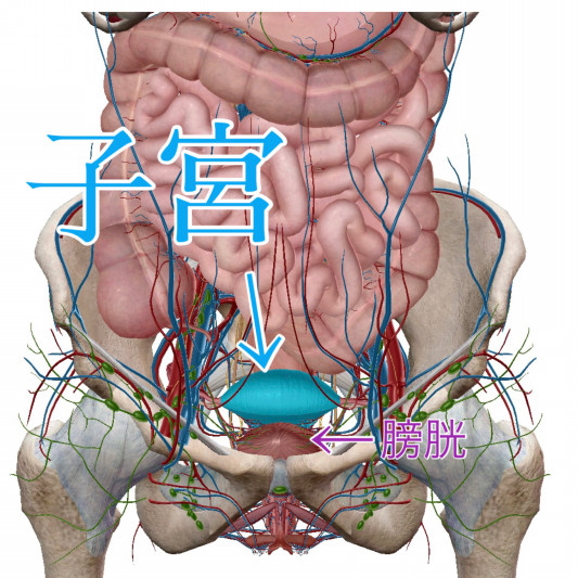 36 子宮 前立腺 リフレパシーピリカノ 36 子宮 前立腺 リフレパシーピリカノ