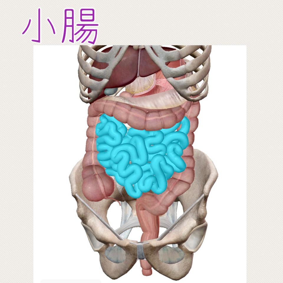 29 小腸 ﾘﾌﾚﾊﾟｼｰピリカノ