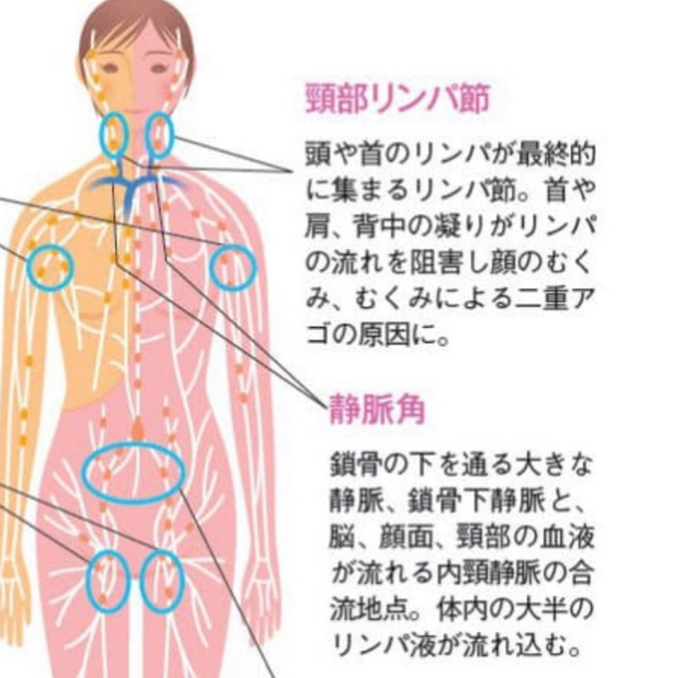 48 首 胸部のリンパ節 ピリカノplus