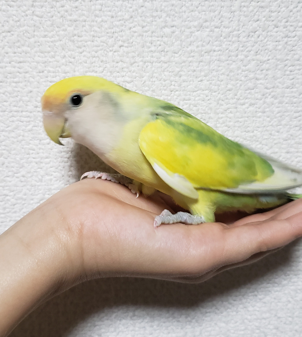 コザクラインコ 手乗り 小鳥のお店bird Tree ﾊﾞｰﾄﾞﾂﾘｰ