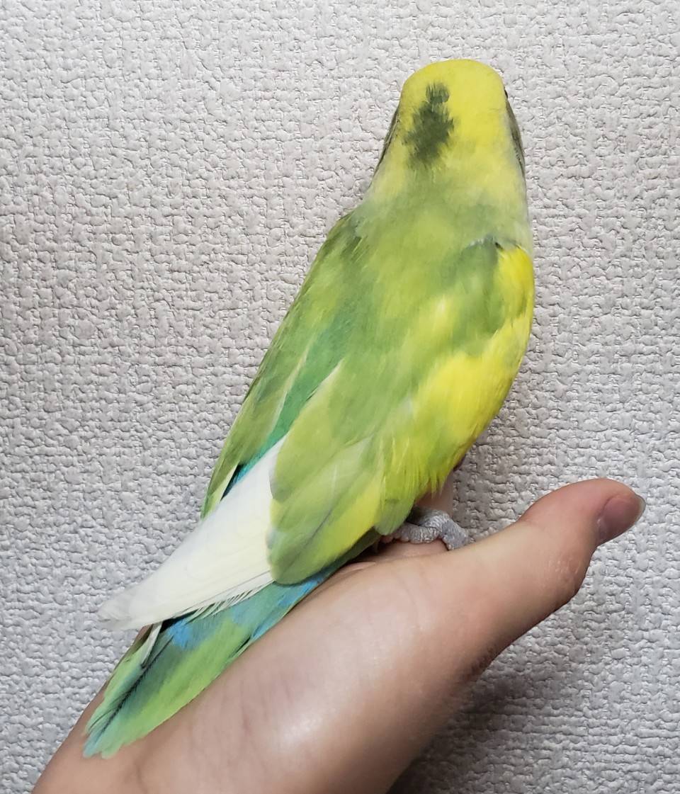 コザクラインコ 手乗り 小鳥のお店bird Tree ﾊﾞｰﾄﾞﾂﾘｰ