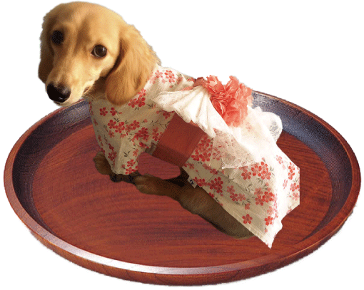 盆ドッグお知らせ 人と犬 愛犬笑顔の日 盆ドッグお知らせ 人と犬 愛犬笑顔の日