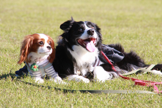 犬活お友達マッチング Smiledogfestaten Shiba18夏 人と犬 愛犬笑顔の日