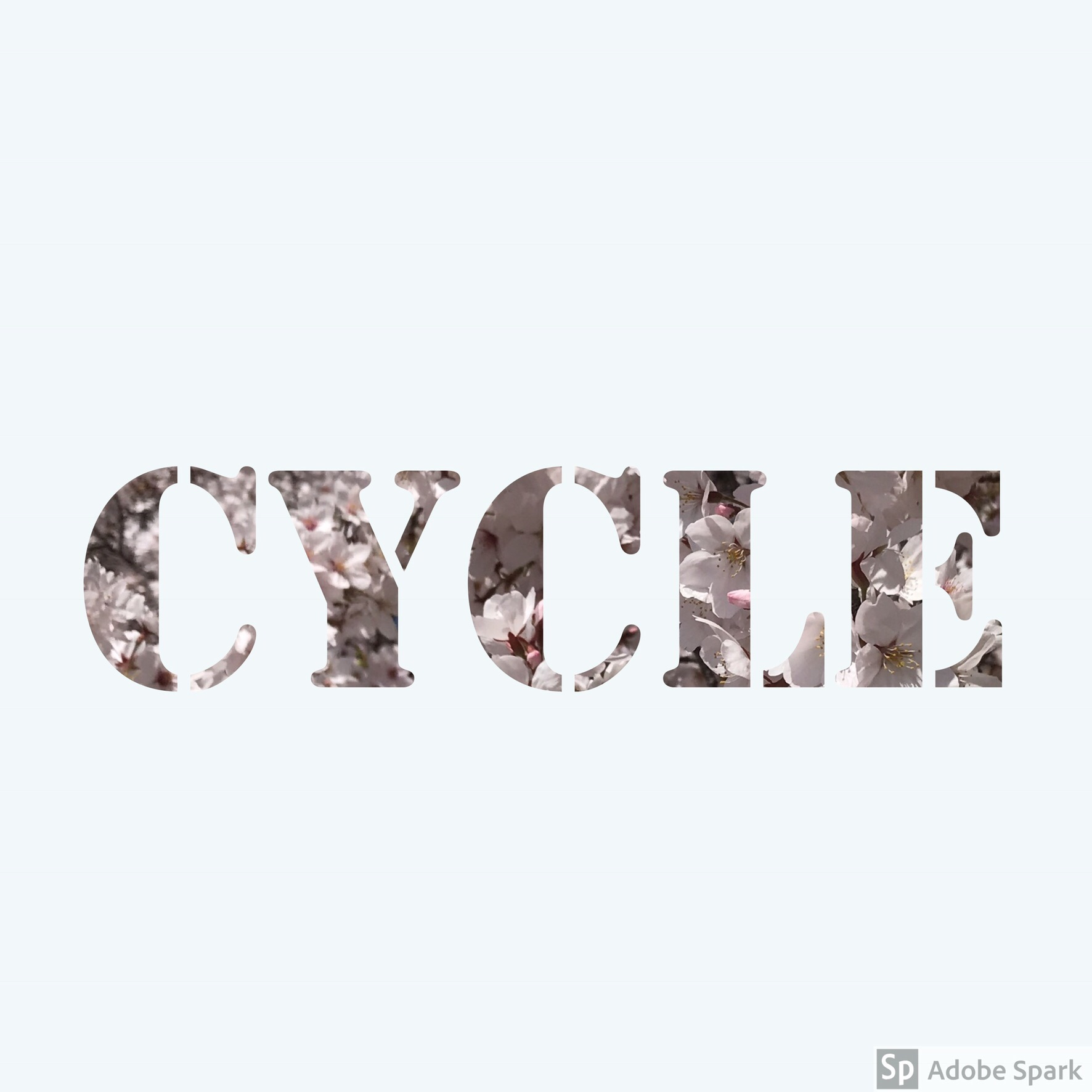 the cycle mot