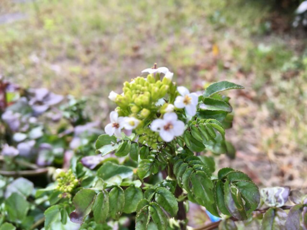 クレソンの花 田島珈琲店